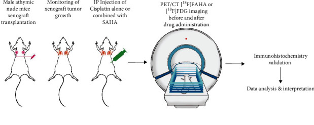 <i>In Vivo</i> Evaluation of the Combined Anticancer Effects of Cisplatin and SAHA in Nonsmall Cell Lung Carcinoma Using [<sup>18</sup>F]FAHA and [<sup>18</sup>F]FDG PET/CT Imaging.