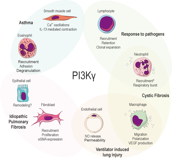 Roles of phosphatidyl inositol 3 kinase gamma (PI3Kγ) in respiratory diseases.