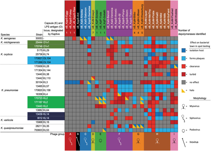 Isolation and Characterization of <i>Klebsiella</i> Phages for Phage Therapy.