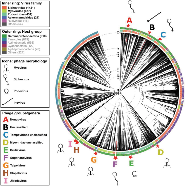 Isolation and Characterization of <i>Klebsiella</i> Phages for Phage Therapy.