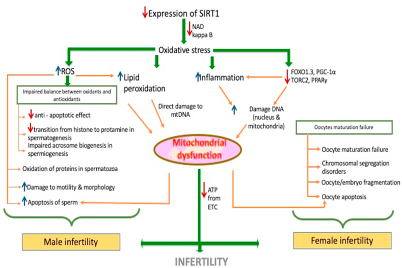 Interplay between oxidative stress, SIRT1, reproductive and metabolic functions