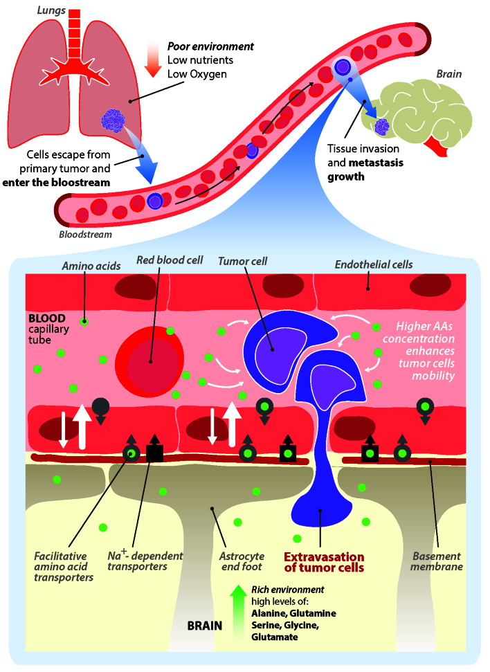 Importance of amino acids in brain parenchyma invasion by cancer cells.