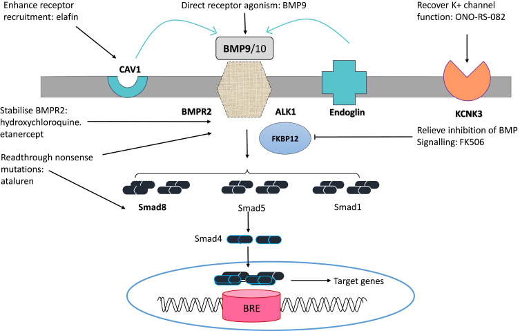 Identifying Potential Mutations Responsible for Cases of Pulmonary Arterial Hypertension.