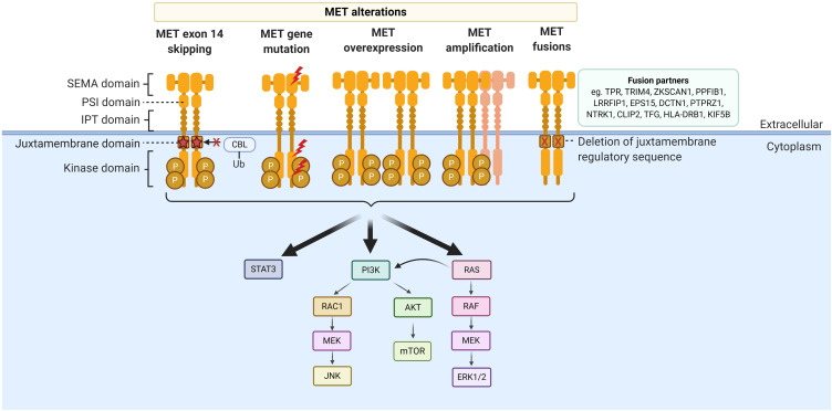 Novel Therapies for Metastatic Non-Small Cell Lung Cancer with MET Exon 14 Alterations: A Spotlight on Capmatinib.