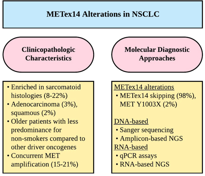 Novel Therapies for Metastatic Non-Small Cell Lung Cancer with MET Exon 14 Alterations: A Spotlight on Capmatinib.