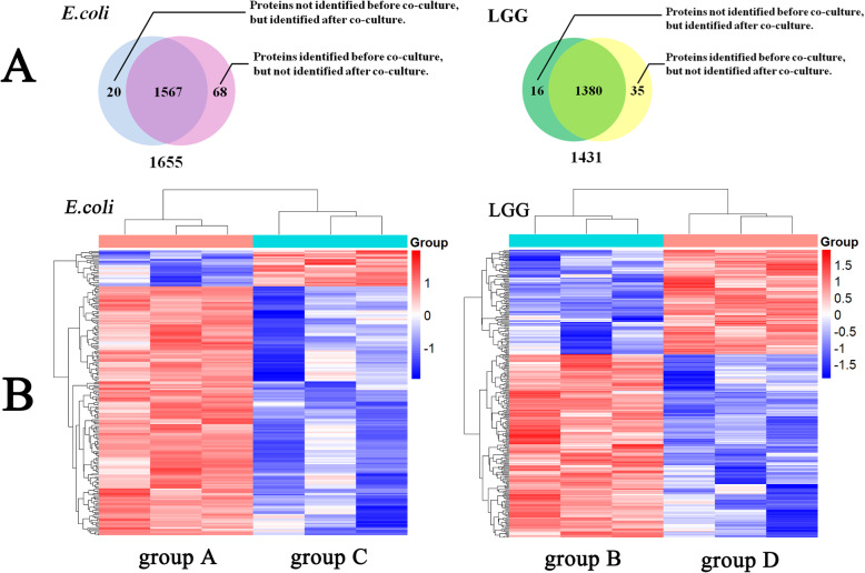 Label-free quantitative proteomic analysis of the inhibition effect of Lactobacillus rhamnosus GG on Escherichia coli biofilm formation in co-culture.