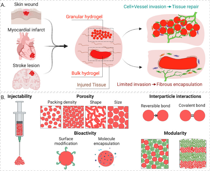 Granular hydrogels for endogenous tissue repair