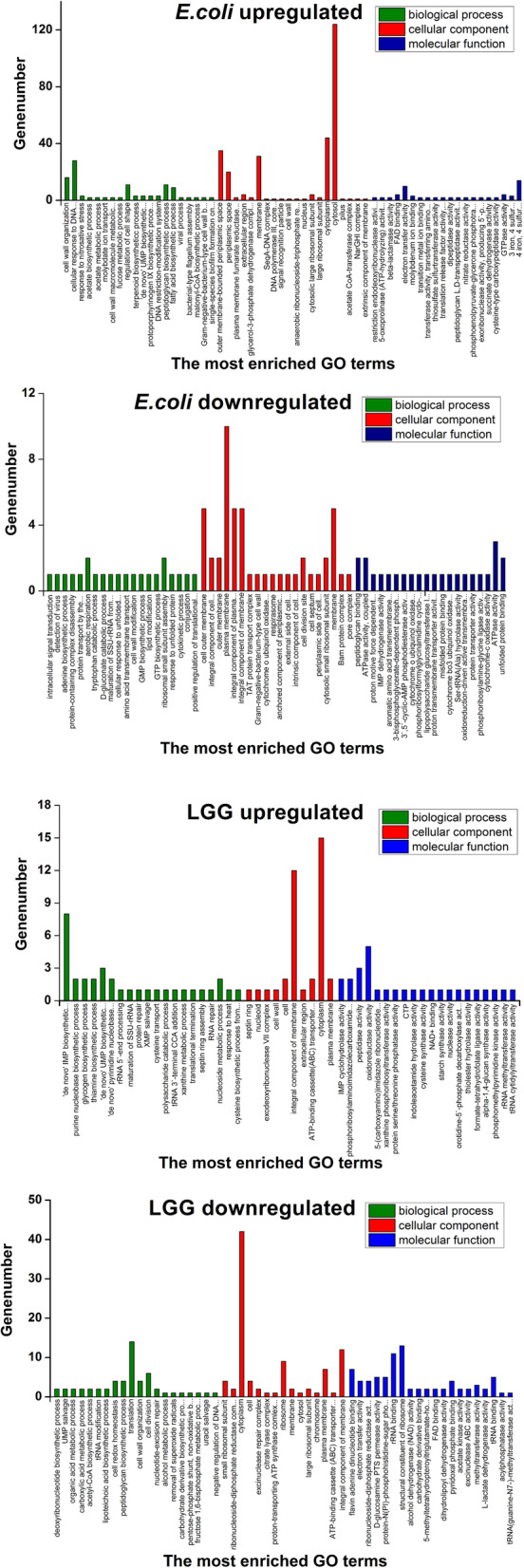 Label-free quantitative proteomic analysis of the inhibition effect of Lactobacillus rhamnosus GG on Escherichia coli biofilm formation in co-culture.