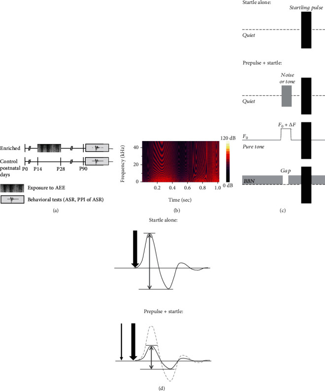 Acoustically Enriched Environment during the Critical Period of Postnatal Development Positively Modulates Gap Detection and Frequency Discrimination Abilities in Adult Rats.