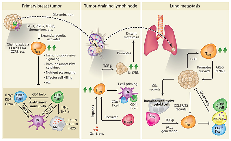 The Multifaceted Role of Regulatory T Cells in Breast Cancer.