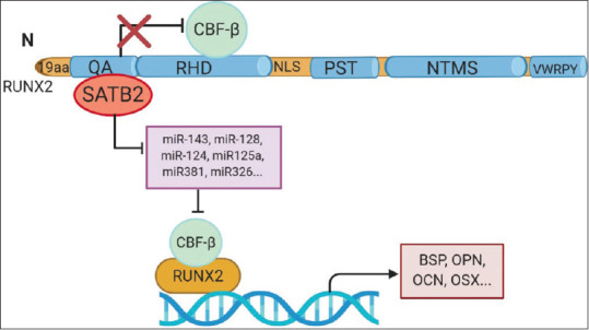 Wrong place, wrong time: Runt-related transcription factor 2/SATB2 pathway in bone development and carcinogenesis.