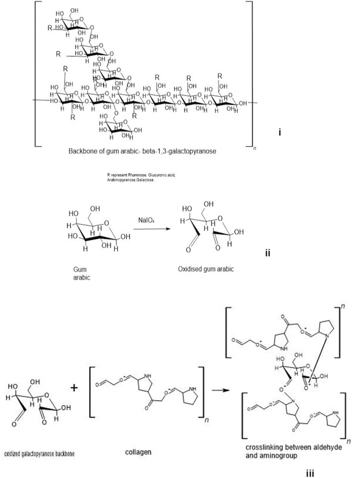 Tissue engineering of collagen scaffolds crosslinked with plant based polysaccharides.