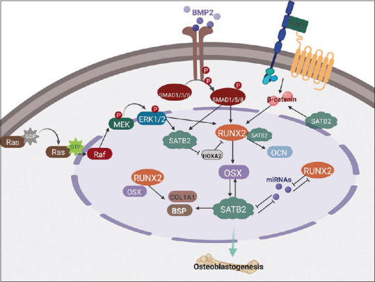 Wrong place, wrong time: Runt-related transcription factor 2/SATB2 pathway in bone development and carcinogenesis.