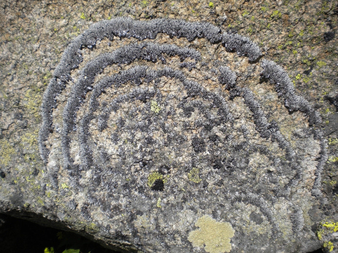 Lichens - growing greenhouses <i>en miniature</i>.