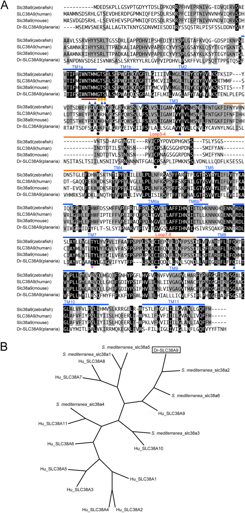 D-Tryptophan enhances the reproductive organ-specific expression of the amino acid transporter homolog Dr-SLC38A9 involved in the sexual induction of planarian Dugesia ryukyuensis.