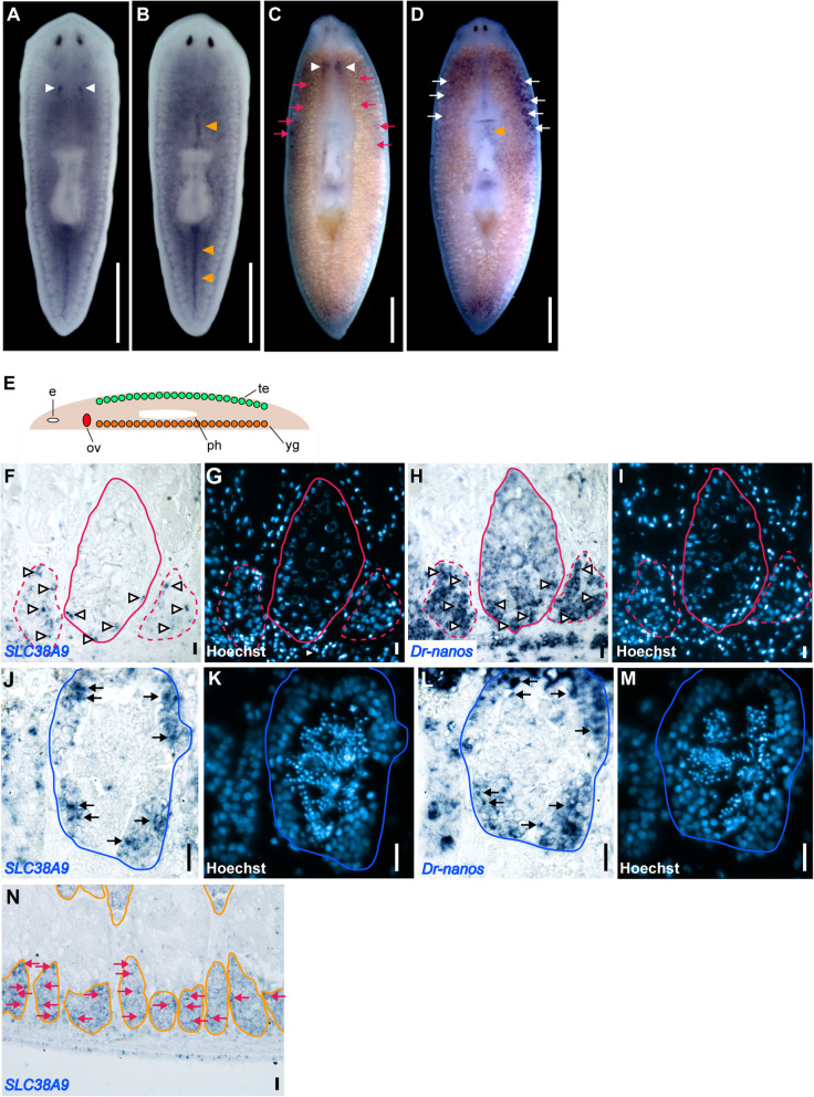 D-Tryptophan enhances the reproductive organ-specific expression of the amino acid transporter homolog Dr-SLC38A9 involved in the sexual induction of planarian Dugesia ryukyuensis.