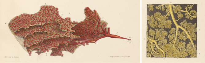 Behind the Scenes of the Human Breast Cell Atlas Project.