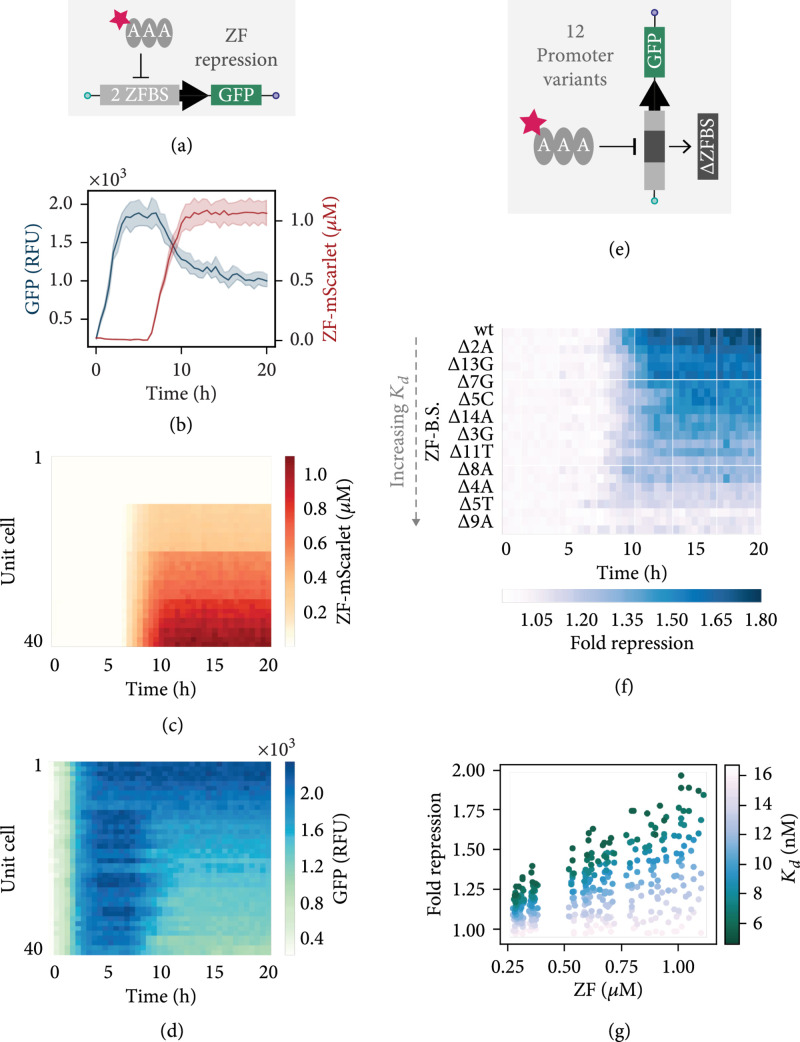 CFPU: A Cell-Free Processing Unit for High-Throughput, Automated In Vitro Circuit Characterization in Steady-State Conditions.