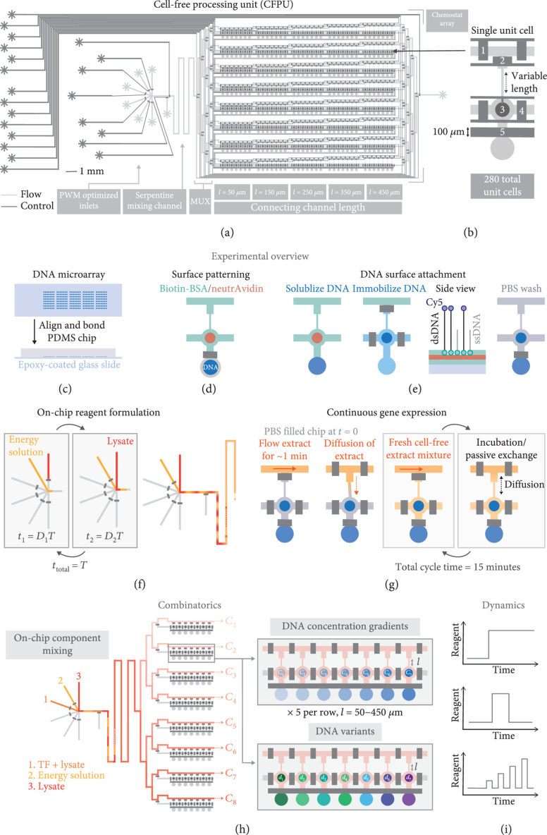 CFPU: A Cell-Free Processing Unit for High-Throughput, Automated In Vitro Circuit Characterization in Steady-State Conditions.