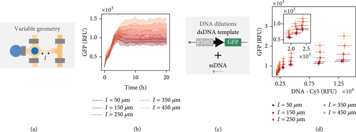 CFPU: A Cell-Free Processing Unit for High-Throughput, Automated In Vitro Circuit Characterization in Steady-State Conditions.