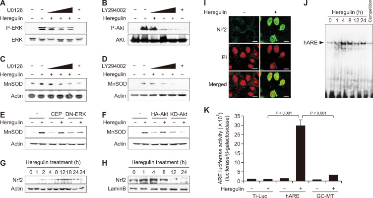 Heregulin-β1 Activates NF-E2-related Factor 2 and Induces Manganese Superoxide Dismutase Expression in Human Breast Cancer Cells via Protein Kinase B and Extracellular Signal-regulated Protein Kinase Signaling Pathways.