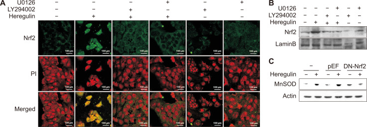 Heregulin-β1 Activates NF-E2-related Factor 2 and Induces Manganese Superoxide Dismutase Expression in Human Breast Cancer Cells via Protein Kinase B and Extracellular Signal-regulated Protein Kinase Signaling Pathways.