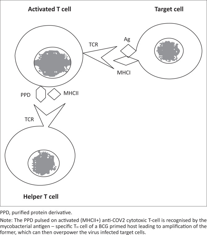 Immunotherapy of COVID-19 with Bacille Calmette - Guerin: Where is the missing red herring?