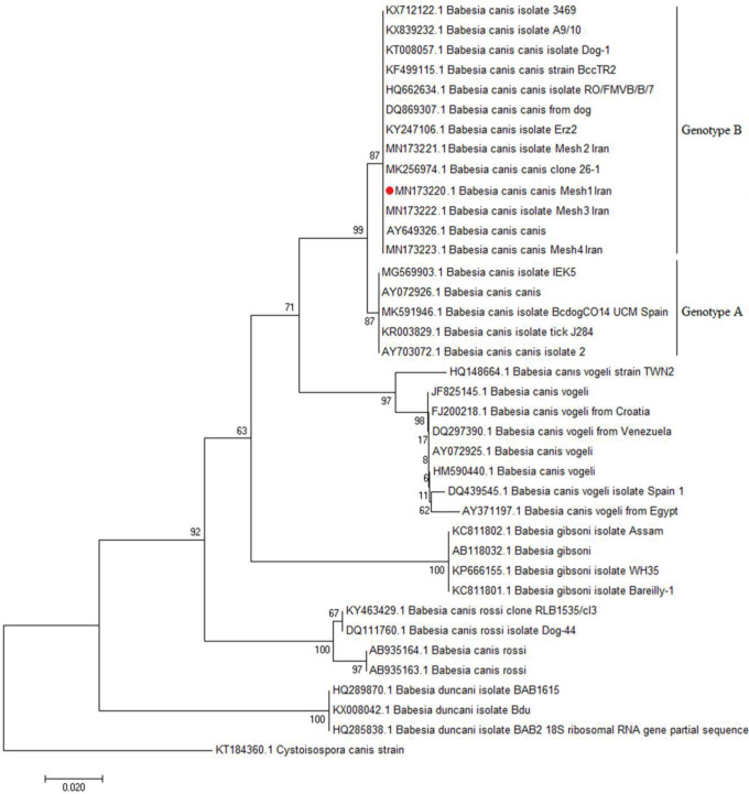 Molecular Identification and Genotyping of Babesia canis in Dogs from Meshkin Shahr County, Northwestern Iran.