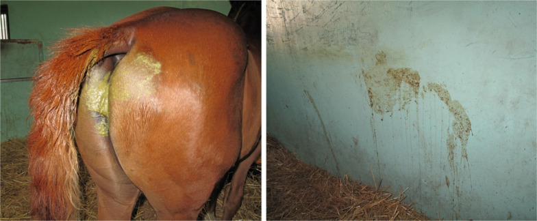 Equine rotavirus infection.