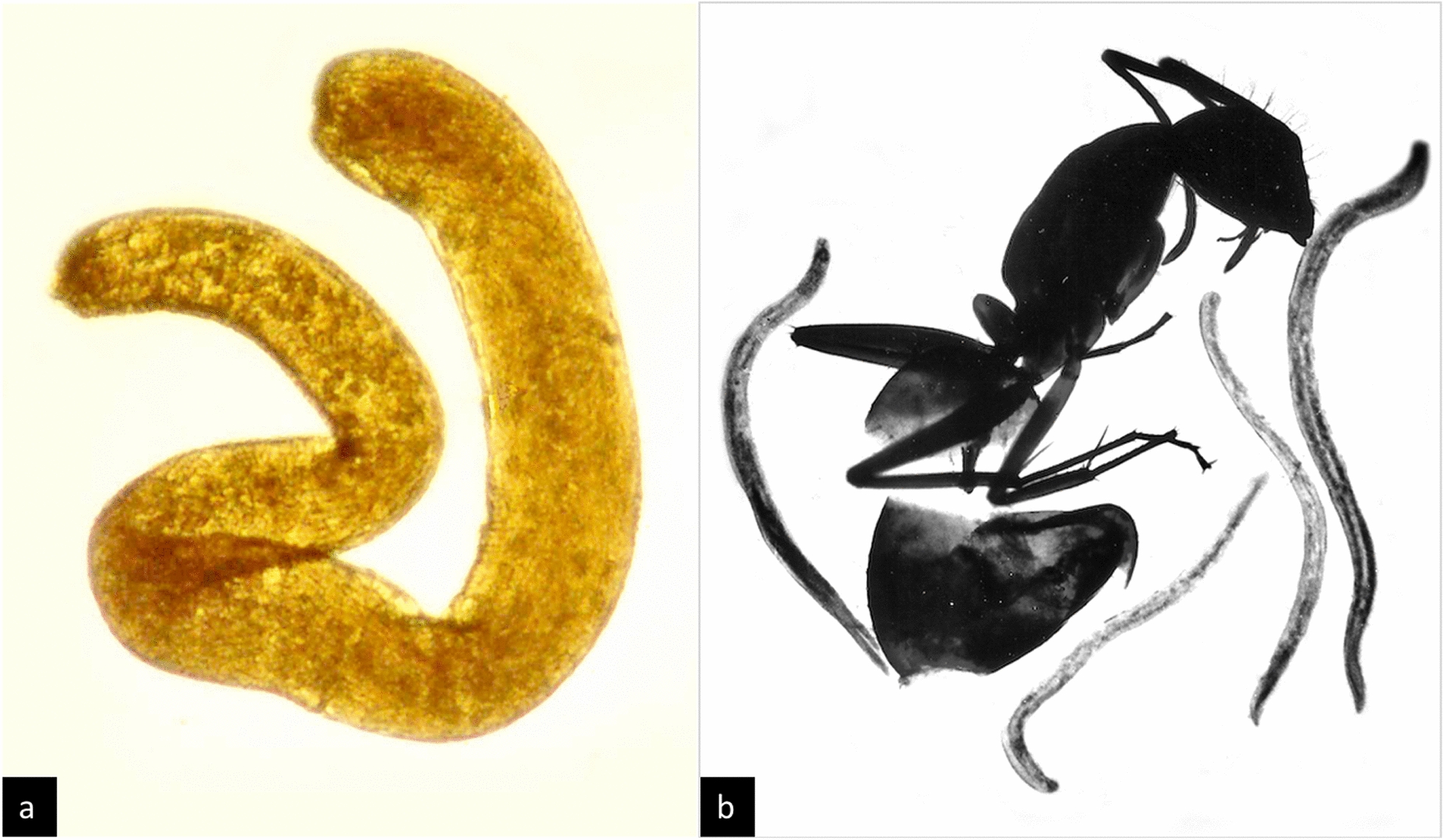 Among the shapeshifters: parasite-induced morphologies in ants (Hymenoptera, Formicidae) and their relevance within the EcoEvoDevo framework.