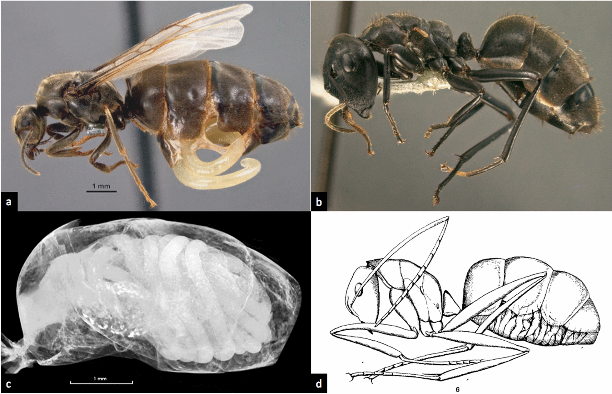 Among the shapeshifters: parasite-induced morphologies in ants (Hymenoptera, Formicidae) and their relevance within the EcoEvoDevo framework.