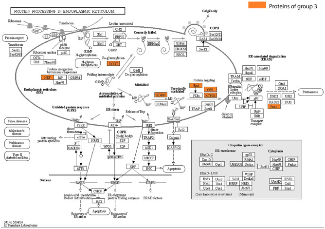 The Functional Classification of ORF8 in SARS-CoV-2 Replication, Immune Evasion, and Viral Pathogenesis Inferred through Phylogenetic Profiling.