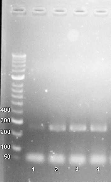 A POTENTIAL ZOONOTIC PARASITE: <i>CRYPTOSPORIDIUM PARVUM</i> TRANSMISSION IN RATS, PIGS AND HUMANS IN WEST LOMBOK, INDONESIA.