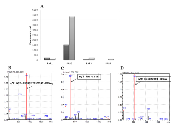 Proteolytic activity of <i>Triatoma infestans</i> saliva associated with PAR-2 activation and vasodilation.