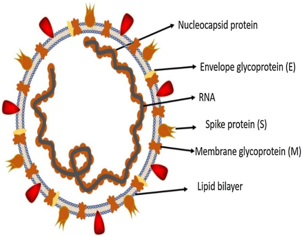 Corona Viruses: A Review on SARS, MERS and COVID-19.