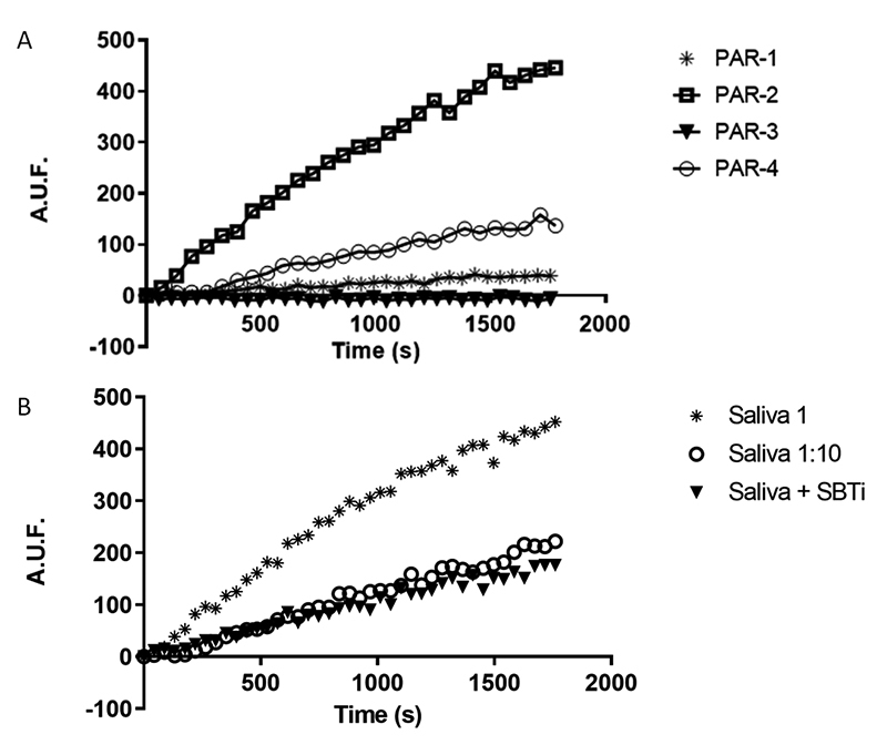 Proteolytic activity of <i>Triatoma infestans</i> saliva associated with PAR-2 activation and vasodilation.