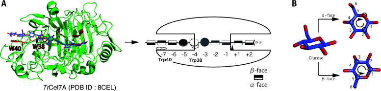 Role of Tryptophan 38 in Loading Substrate Chain into the Active-site Tunnel of Cellobiohydrolase I from <i>Trichoderma reesei</i>.