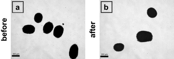 A fully automated pipeline for the dynamic at-line morphology analysis of microscale Aspergillus cultivation.