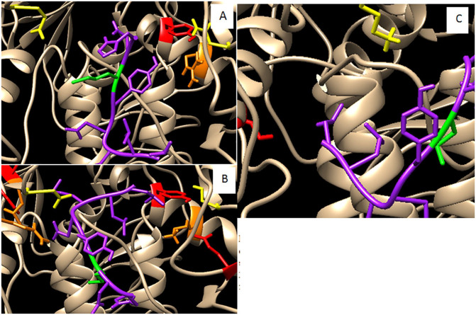 Grafting Methionine on 1F1 Ab Increases the Broad-Activity on HA Structural-Conserved Residues of H1, H2, and H3 Influenza a Viruses.