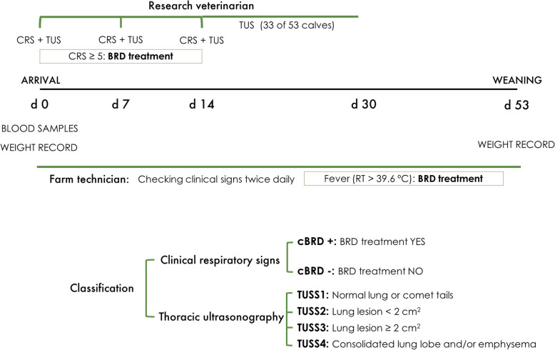 Association between clinical respiratory signs, lung lesions detected by thoracic ultrasonography and growth performance in pre-weaned dairy calves.