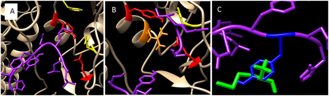 Grafting Methionine on 1F1 Ab Increases the Broad-Activity on HA Structural-Conserved Residues of H1, H2, and H3 Influenza a Viruses.