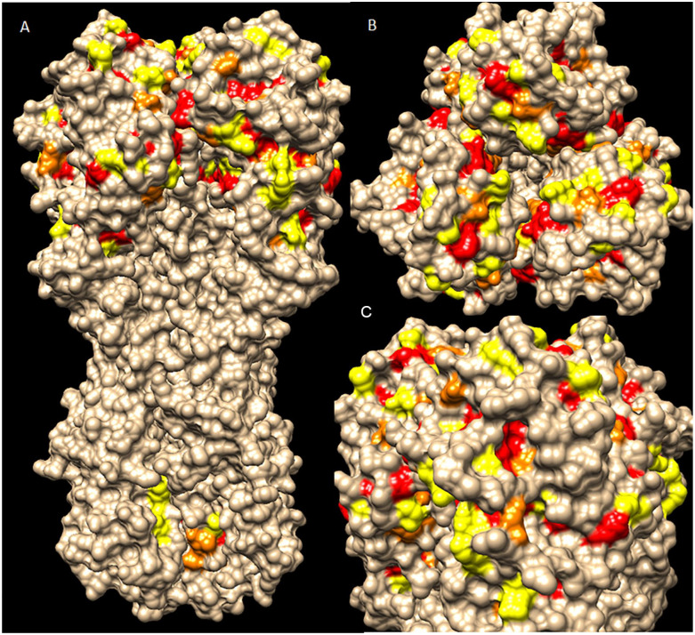 Grafting Methionine on 1F1 Ab Increases the Broad-Activity on HA Structural-Conserved Residues of H1, H2, and H3 Influenza a Viruses.