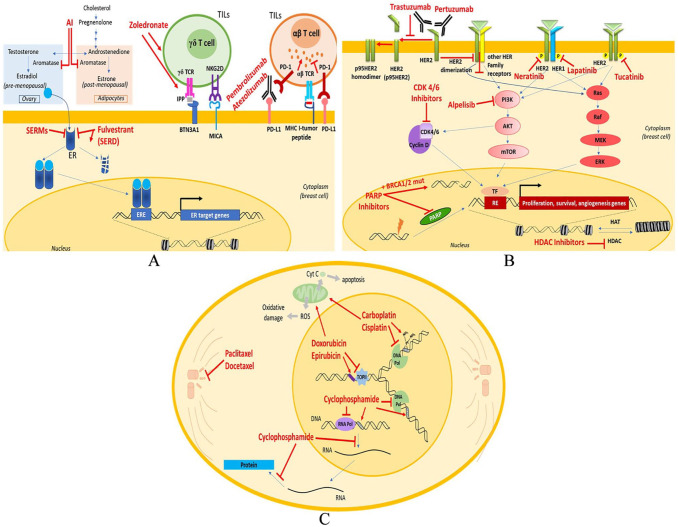 Breast Cancer Therapeutics and Biomarkers: Past, Present, and Future Approaches.