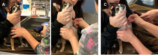 The Use of Autologous Protein Solution (Pro-Stride<sup>®</sup>) and Leukocyte-Rich Platelet-Rich Plasma (Restigen<sup>®</sup>) in Canine Medicine.