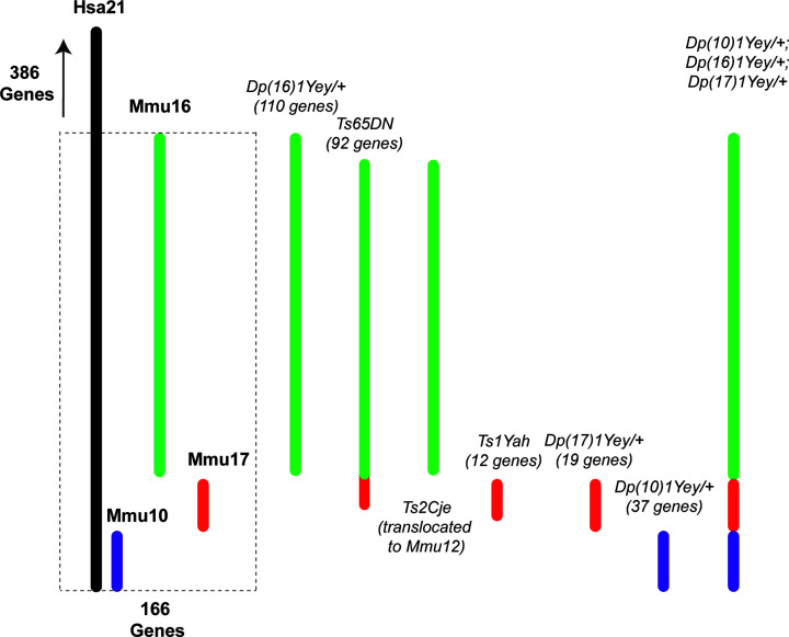 Signalling pathways contributing to learning and memory deficits in the Ts65Dn mouse model of Down syndrome.