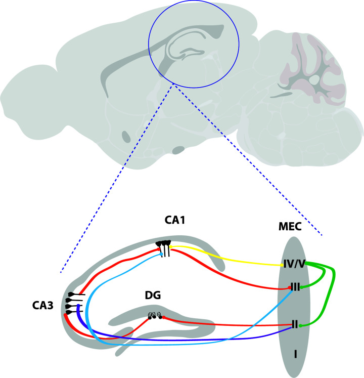 Signalling pathways contributing to learning and memory deficits in the Ts65Dn mouse model of Down syndrome.