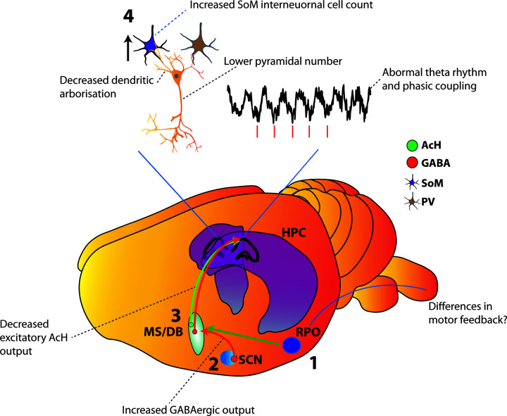 Signalling pathways contributing to learning and memory deficits in the Ts65Dn mouse model of Down syndrome.