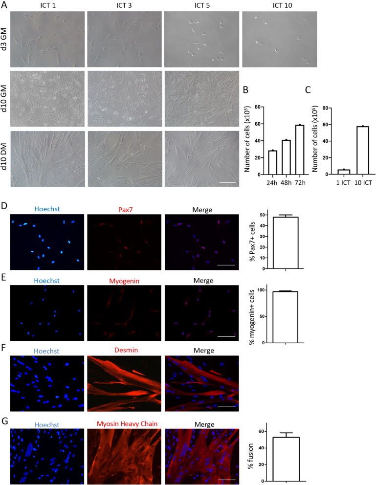 A novel approach for the isolation and long-term expansion of pure satellite cells based on ice-cold treatment.