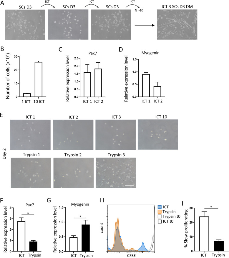 A novel approach for the isolation and long-term expansion of pure satellite cells based on ice-cold treatment.