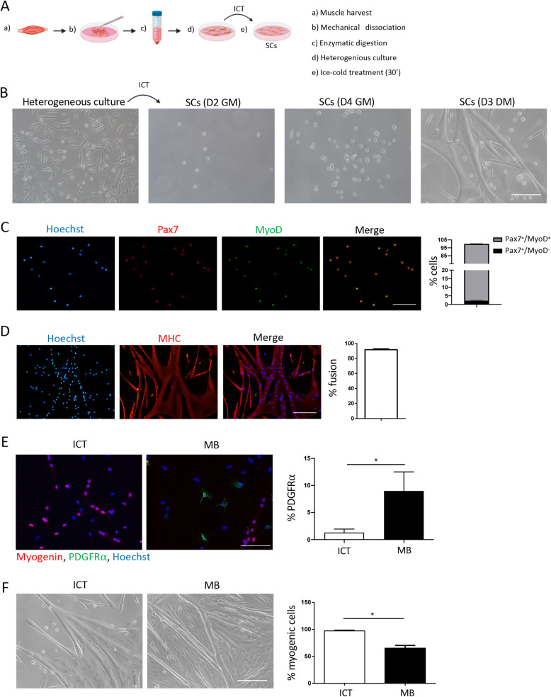 A novel approach for the isolation and long-term expansion of pure satellite cells based on ice-cold treatment.